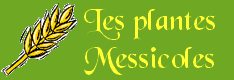 Les plantes messicoles