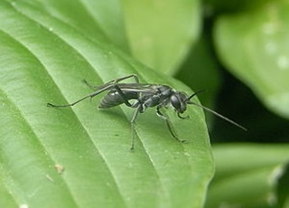 Auplopus_carbonarius