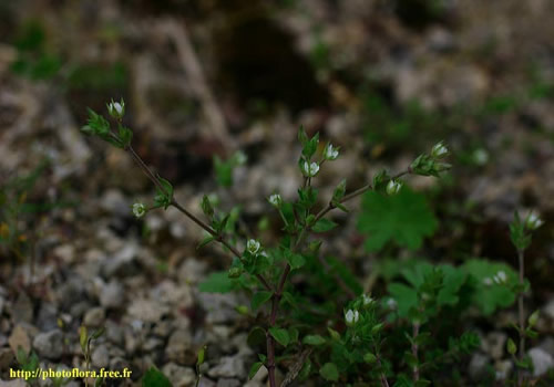 Arenaria_serpyllifolia
