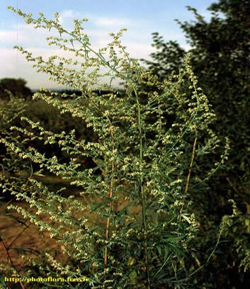 Artemisia_vulgaris