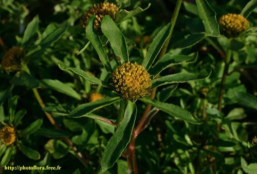 Bidens_tripartita