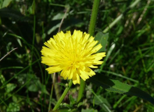 Crepis_biennis