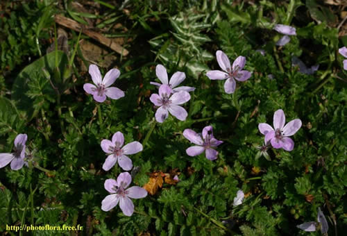 Erodium_cicutarium