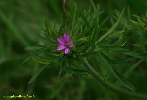 Geranium_dissectum