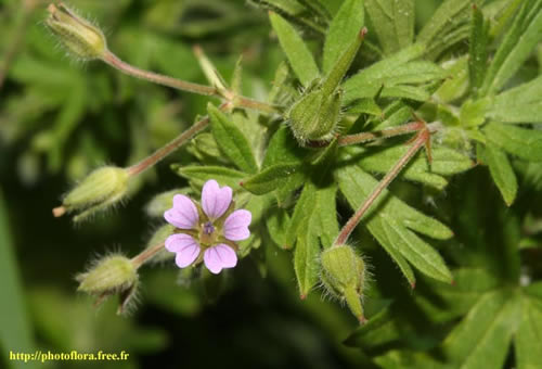 Geranium_pusillum