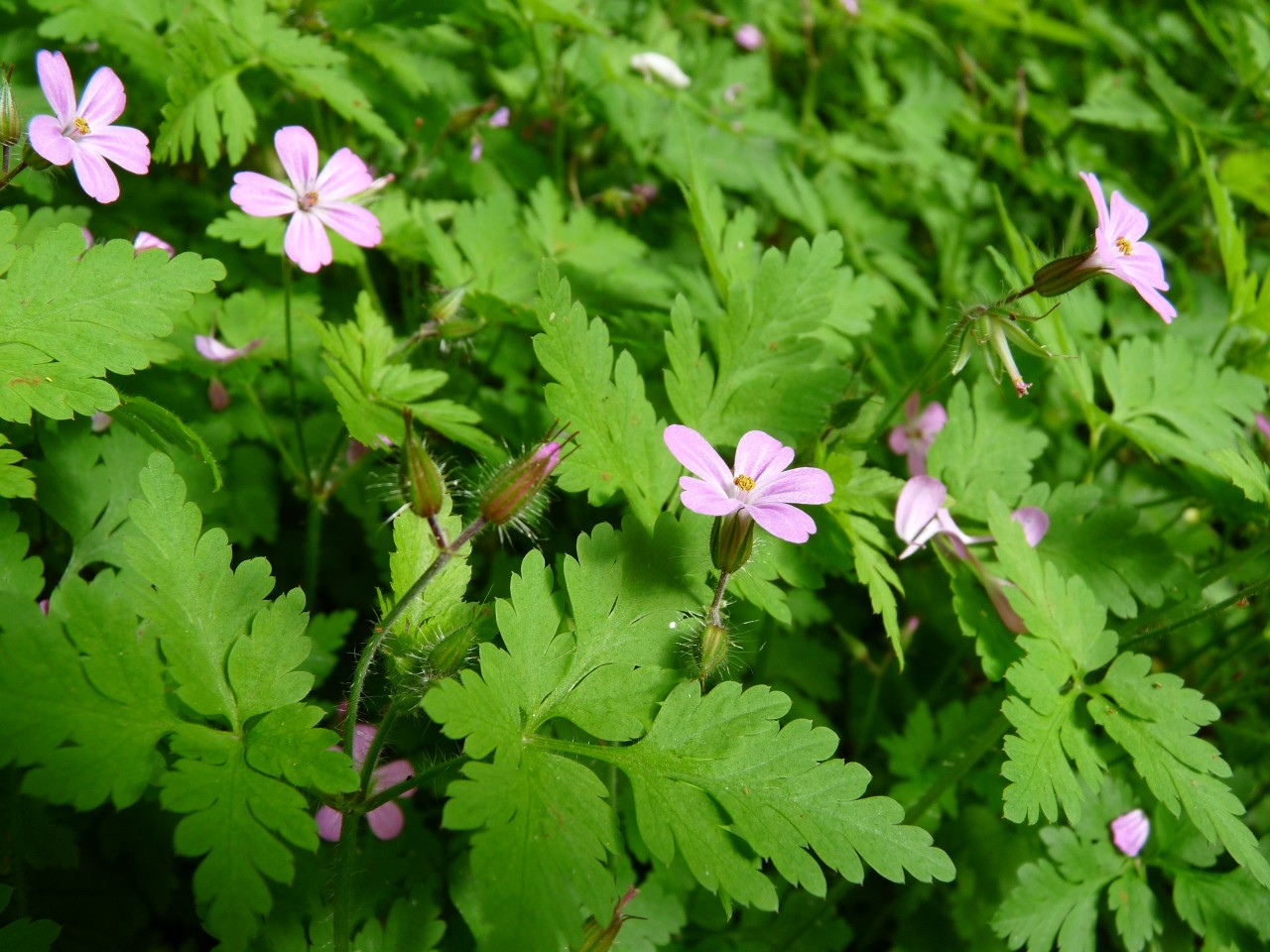 Geranium_robertianum