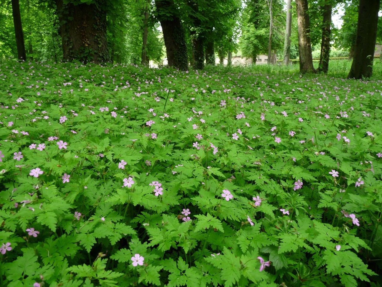 Geranium_robertianum