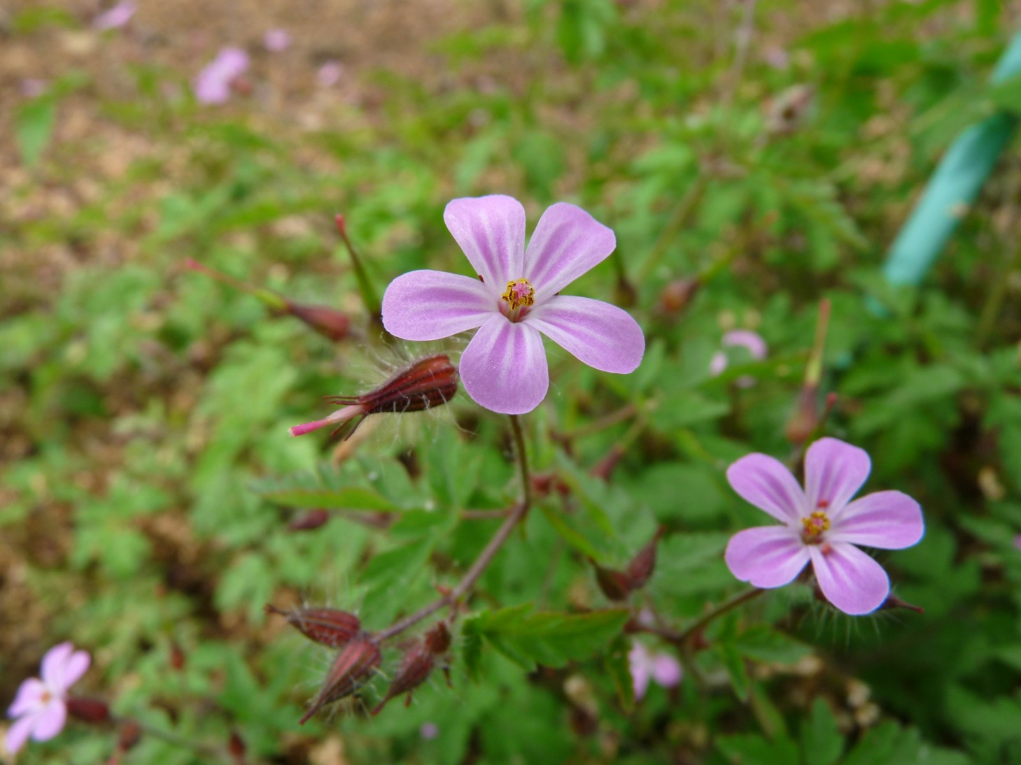 Geranium_robertianum