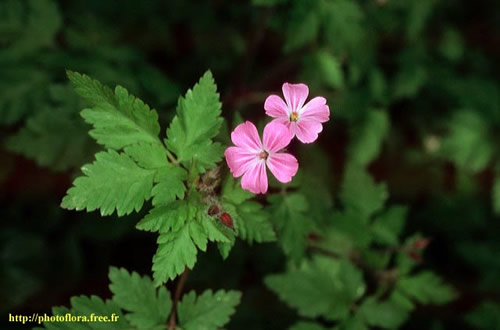 Geranium_robertianum