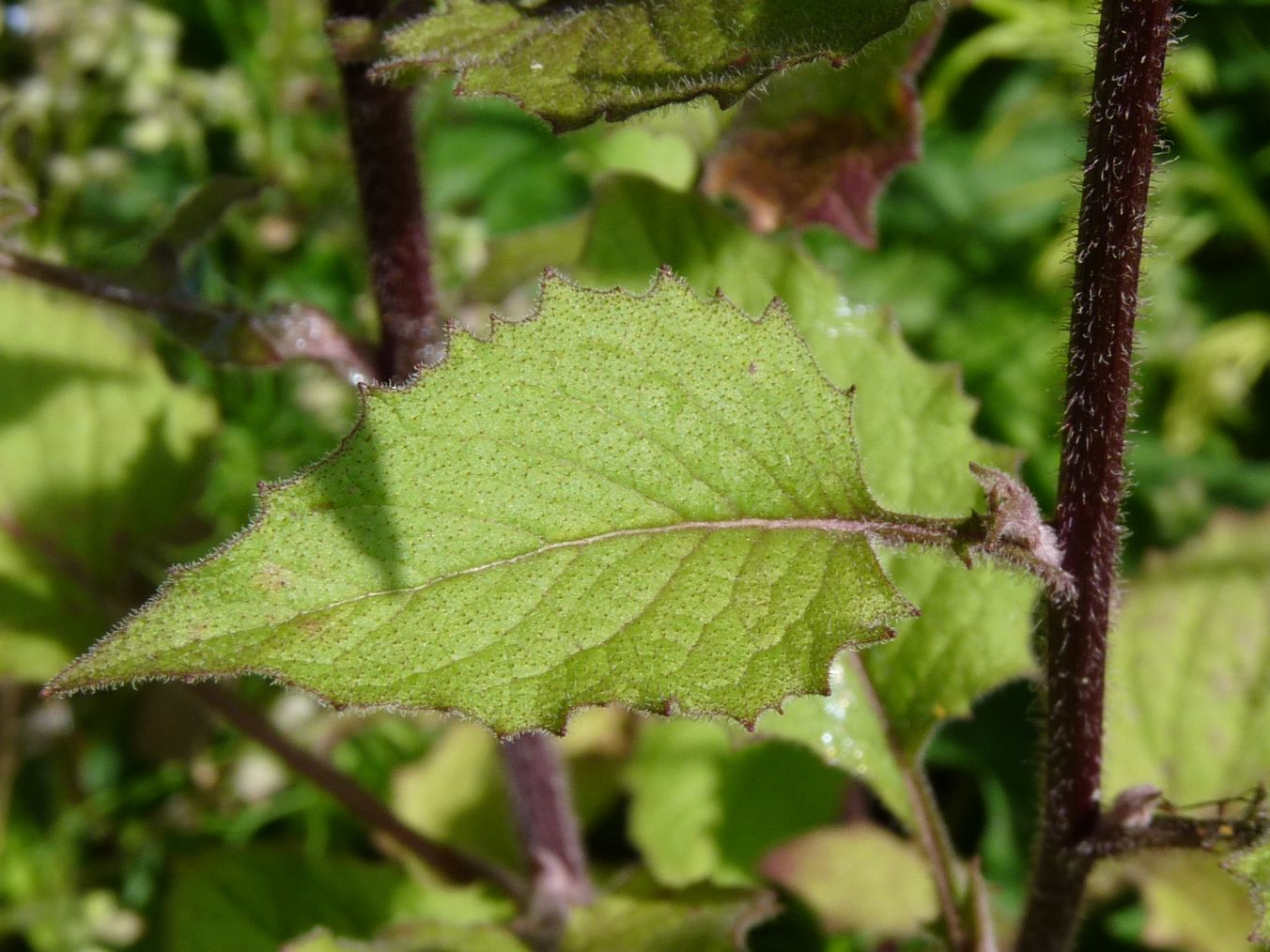 Lapsana_communis