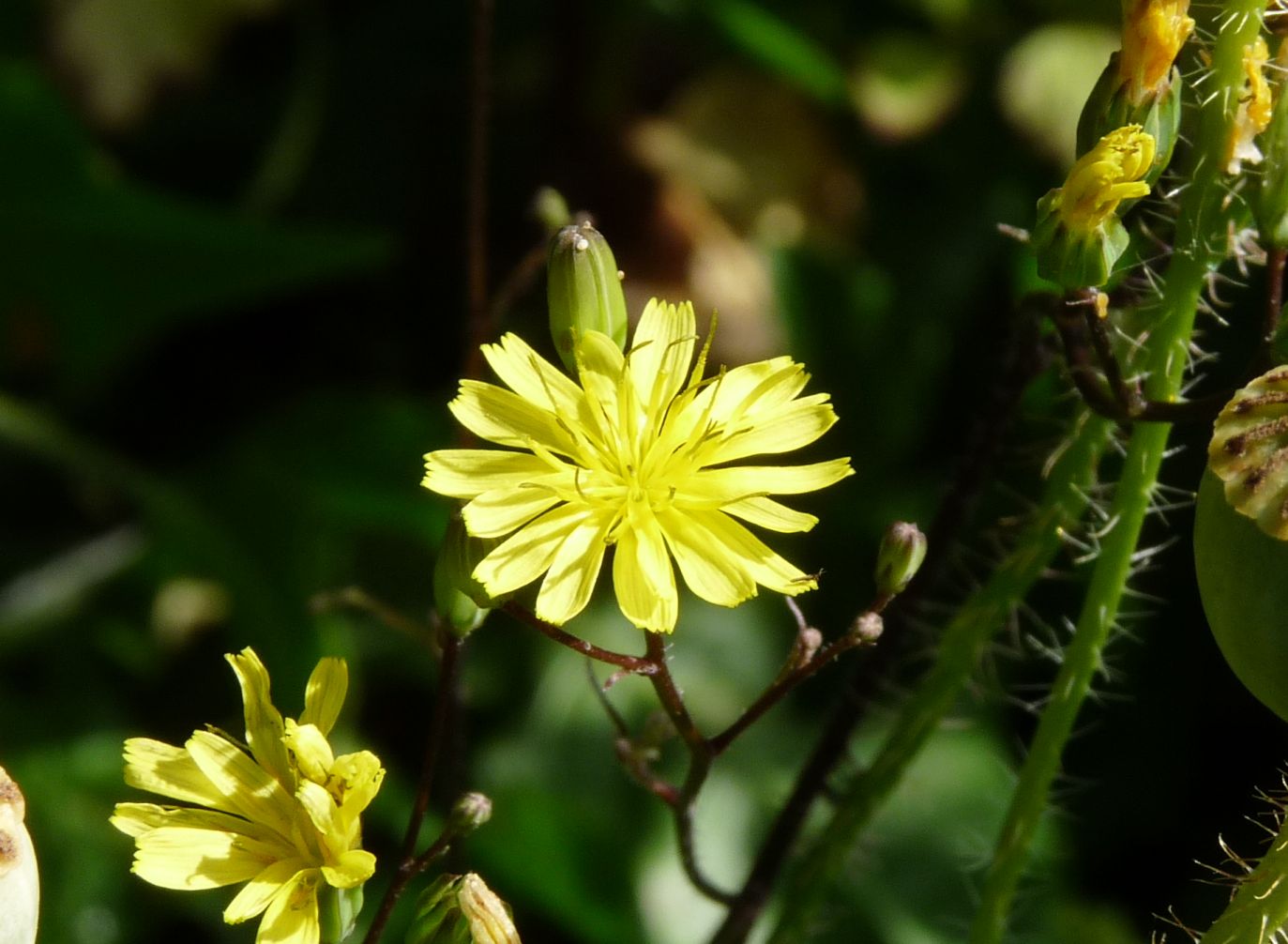 Lapsana_communis