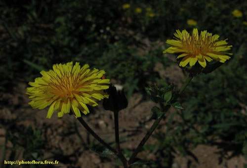 Picris_echioides