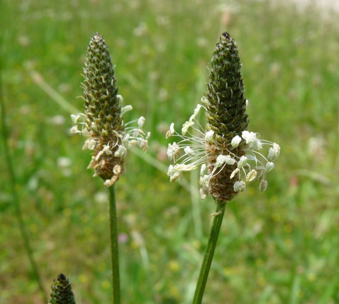 Plantago lanceolata