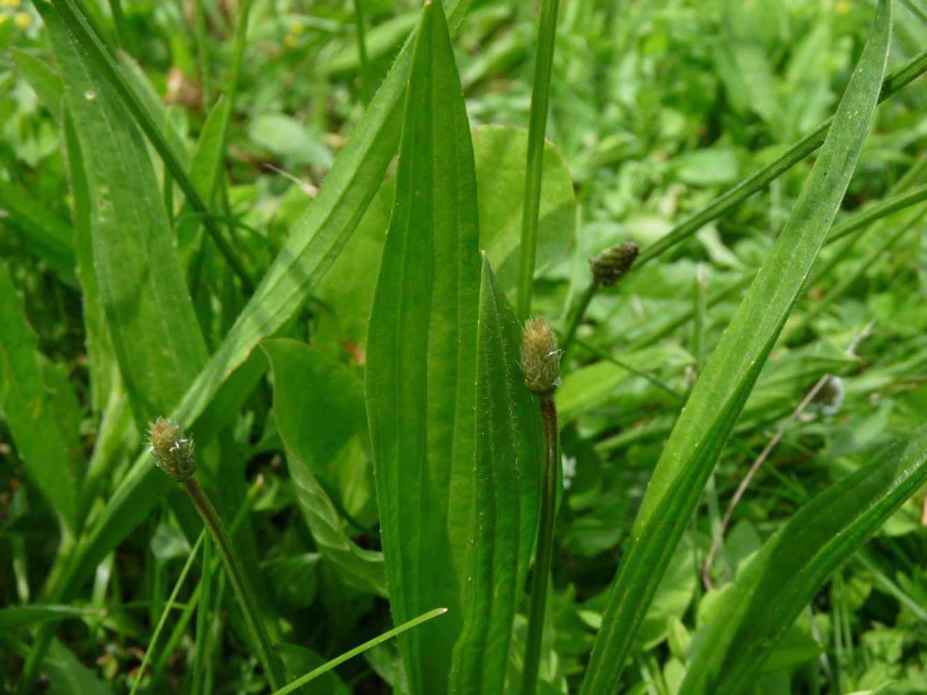 Plantago lanceolata