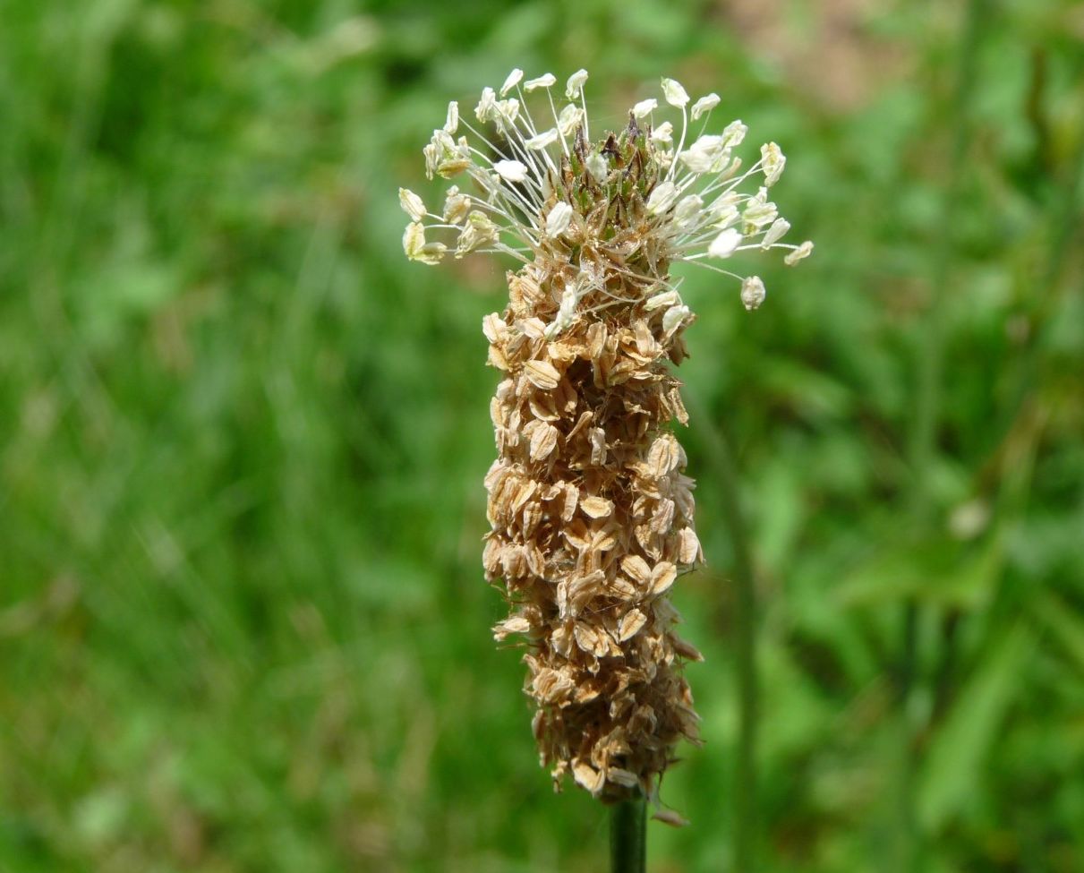 Plantago_lanceolata