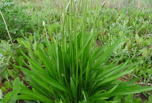 Plantago_lanceolata