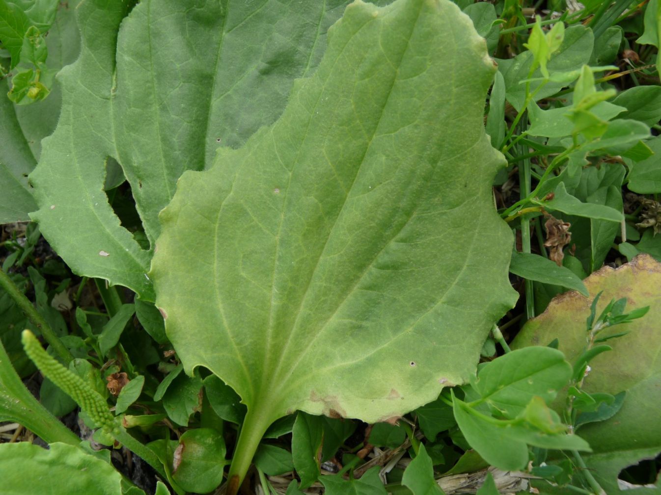 Plantago_major