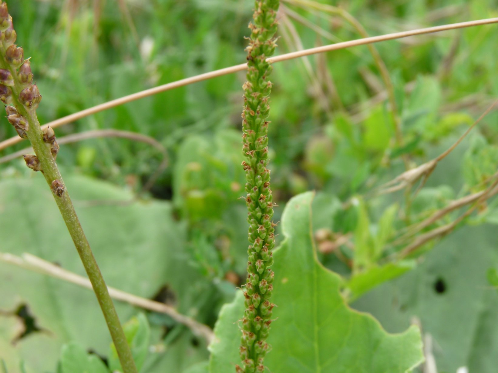 Plantago_major