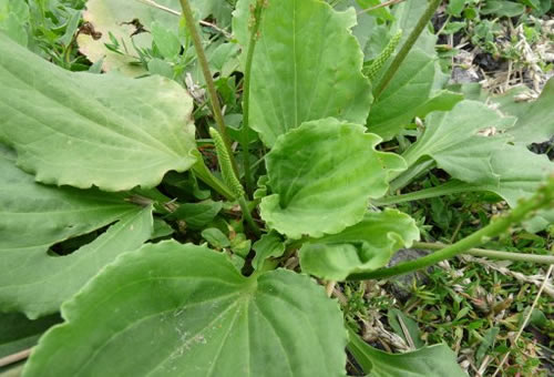 Plantago_major