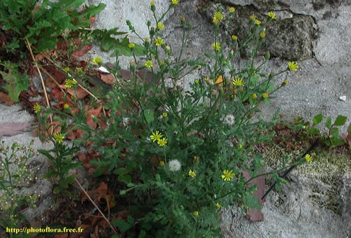 Senecio_viscosus