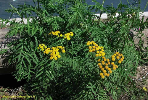 Tanacetum_vulgare