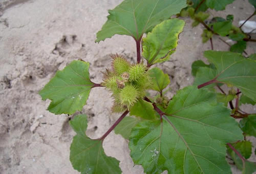 Xanthium_strumarium