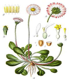 Bellis_perennis_planche