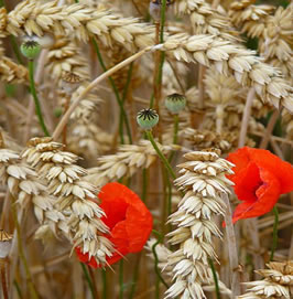 Sommaire-Les_plantes_messicoles