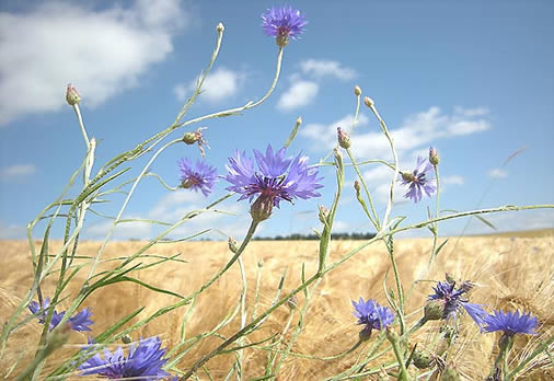 Bleuet(maredret.bearchivesjourapresjour_2008)